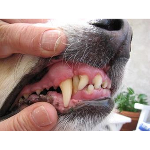 CHIEN - DENTIFRICE